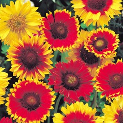Gaillarde vivace Mix