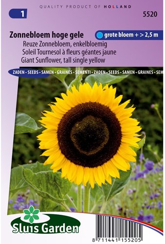 Zonnebloem Hoge gele-2