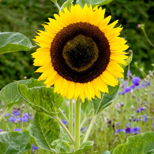 Zonnebloem Hoge gele