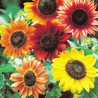 Zonnebloem Avondzon mix
