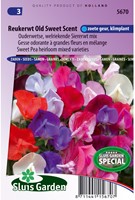 Pois de Senteur / Gesse odorante Old Sweet Scent-2