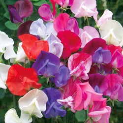 Pois de Senteur / Gesse odorante Old Sweet Scent