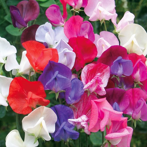 Pois de Senteur / Gesse odorante Old Sweet Scent