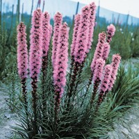 Liatride en épi - Liatris