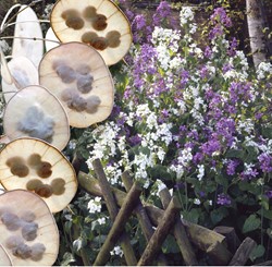 Judaspenning gemengd - Lunaria