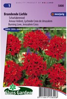 Amour Ardent, Lychnide Croix de Jéruzalem Rouge-2