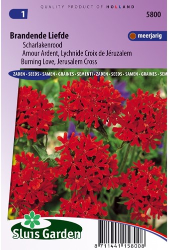 Amour Ardent, Lychnide Croix de Jéruzalem Rouge-2