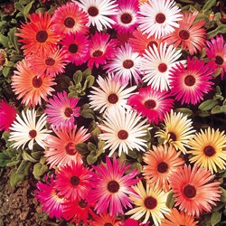 IJsbloem Magic Carpet mix (Middagbloem)