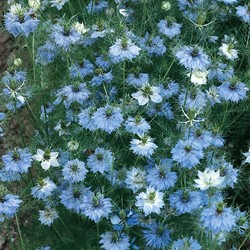 Nigelle de Damas Miss Jekyll Blue (Cheveux de Vénus)