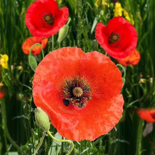 Pavot Coquelicot, Pavot des Moissons, rouge EKO