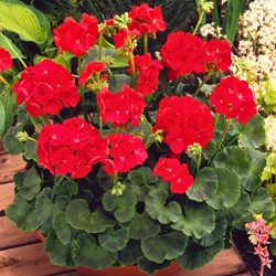 Tuingeranium F2 Rood