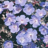 Geranium pratense Blauw