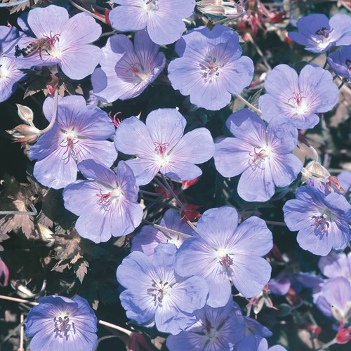 Geranium pratense Blauw