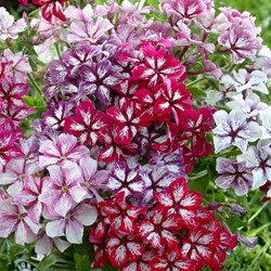Vlambloem Summer Showers Mix (Phlox)
