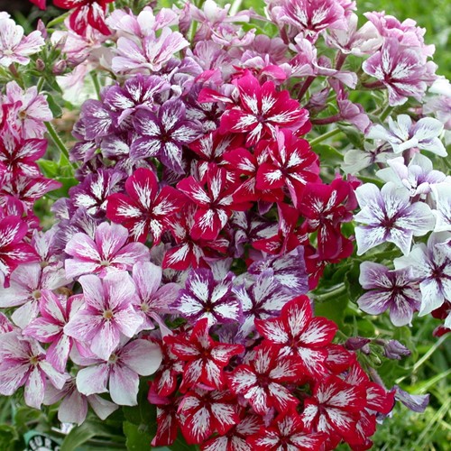 Vlambloem Summer Showers Mix (Phlox)