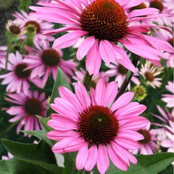 Rudbeckie pourpre (Echinacea)