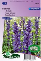 Sauge farineuse Blue Plus-2