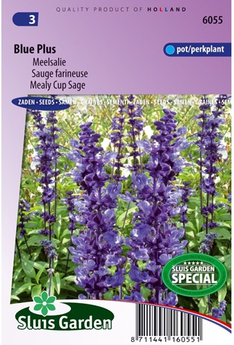 Sauge farineuse Blue Plus-2