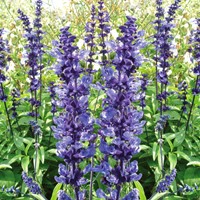 Sauge farineuse Blue Plus
