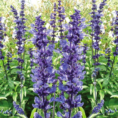 Sauge farineuse Blue Plus