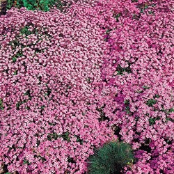 Saponaire Faux-Basilic / de Montpellier Rose-Pink - Saponaria