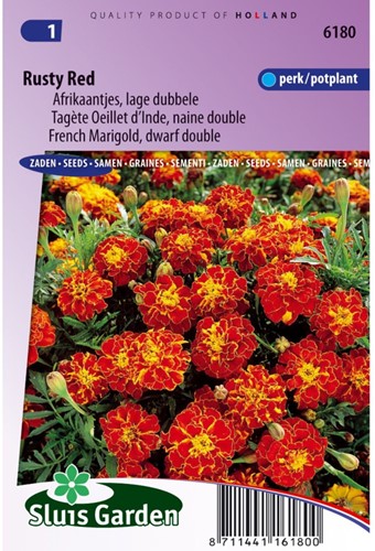 Tagète Oeillet d´Inde naine double Rusty Red - Tagetes-2
