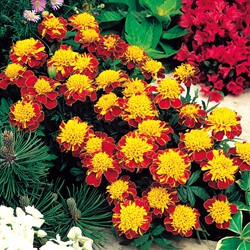 Tagète Oeillet d´Inde naine double Orange Flame - Tagetes
