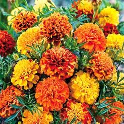 Tagète Bonita Mix - Tagetes