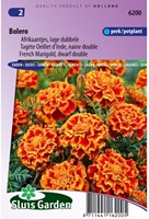 Tagète Bolero - Tagetes-2