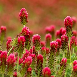 Trèfle rouge, plante mellifère EKO