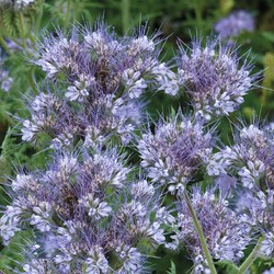 Plante mellifère, Phacélie EKO