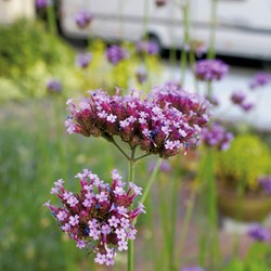 Verveine grande Purple Top