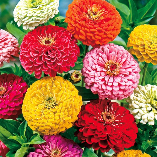 Zinnia élégant à fleurs doubles Giant of California Mix