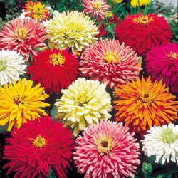 Zinnia élégant à fleurs doubles Chrysanthemum Mix