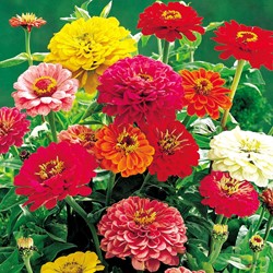 Zinnia élégant à fleurs doubles Dahlia flowered Mix