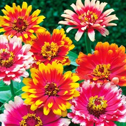 Zinnia élégant à fleurs doubles Caroussel Mix