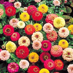 Zinnia élégant à fleurs doubles Lilliput Mix