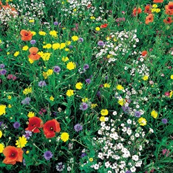 Mélange Fleurs Sauvages