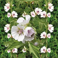 Heemst - Althaea officinalis