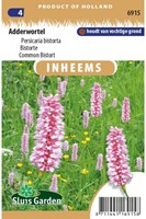 Bistorte - Persicaria bistorta-2