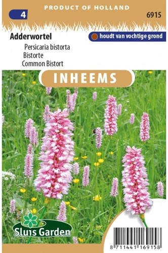 Bistorte - Persicaria bistorta-2