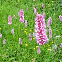 Bistorte - Persicaria bistorta