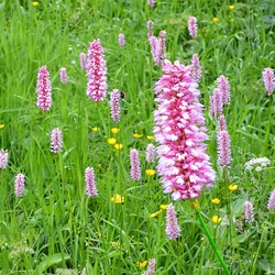Bistorte - Persicaria bistorta