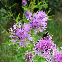 Centaurée scabieuse - Centaurea scabiosa
