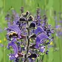 Sauge des prés - Salvia pratensis