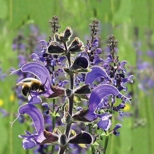 Sauge des prés - Salvia pratensis