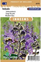 Sauge des prés - Salvia pratensis-2
