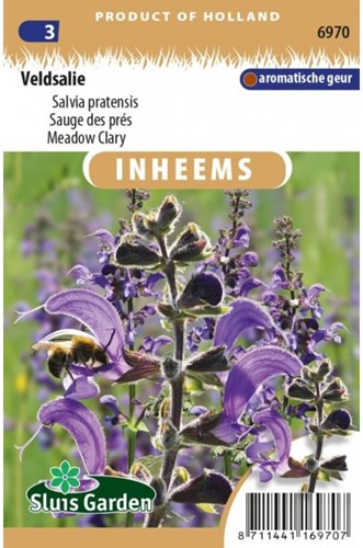Sauge des prés - Salvia pratensis-2