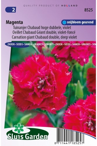 Anjer Magenta - Dianthus Chabaud