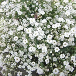Gypsophile Covent Garden - Gypsophila